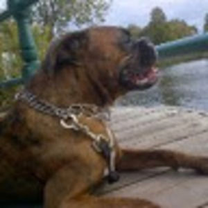 Meet your Posher, Darcey